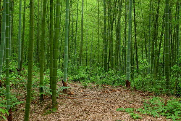 bamboo forest