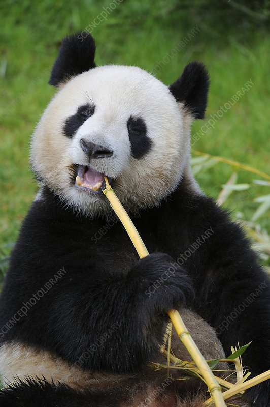 panda eating bamboo